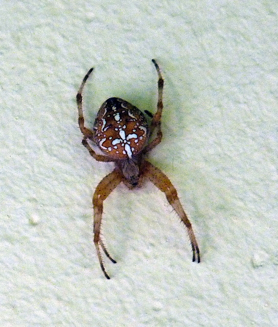 Araneus diadematus - koronás keresztespók