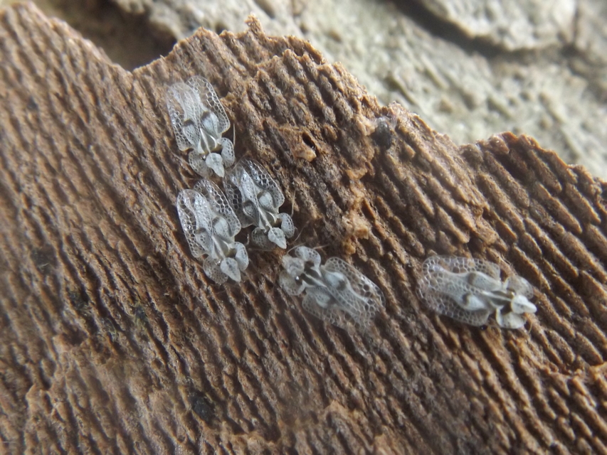 Corythucha ciliata - platán-csipkéspoloska