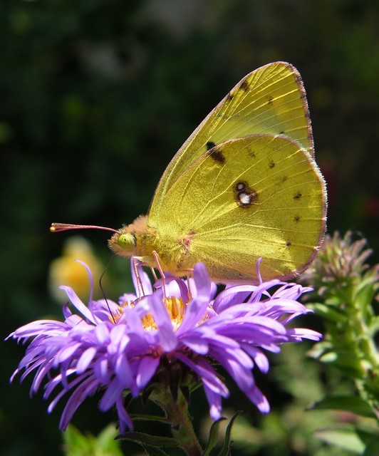 Colias hyale - kéneslepke