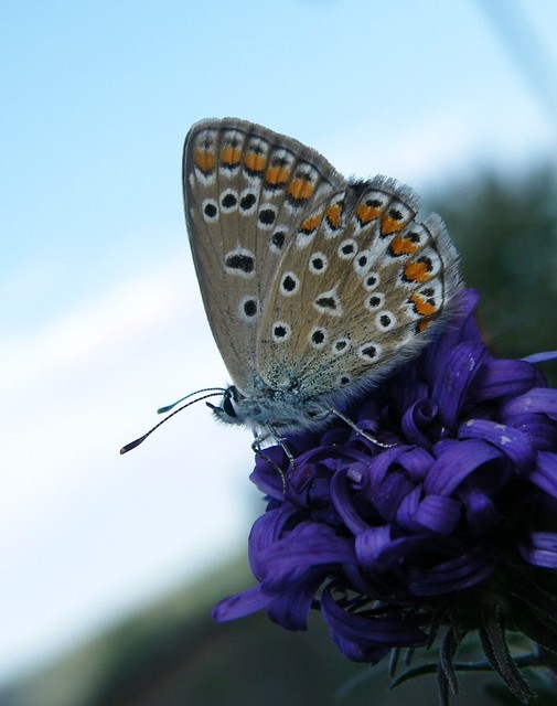 Polyommatus icarus - közönséges boglárka