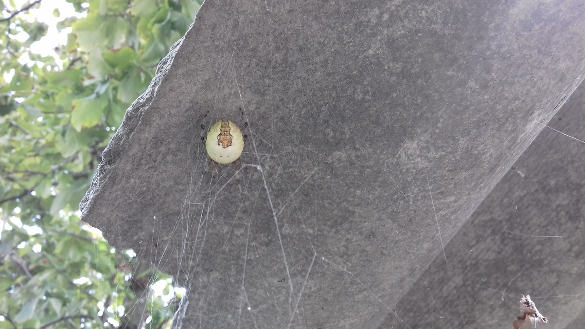 Araneus marmoreus - márványos keresztespók