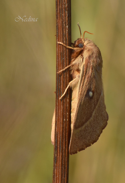 Lasiocampa trifolii - lóhereszövő