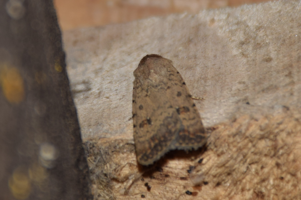 Paradrina clavipalpis - közönséges selymesbagoly