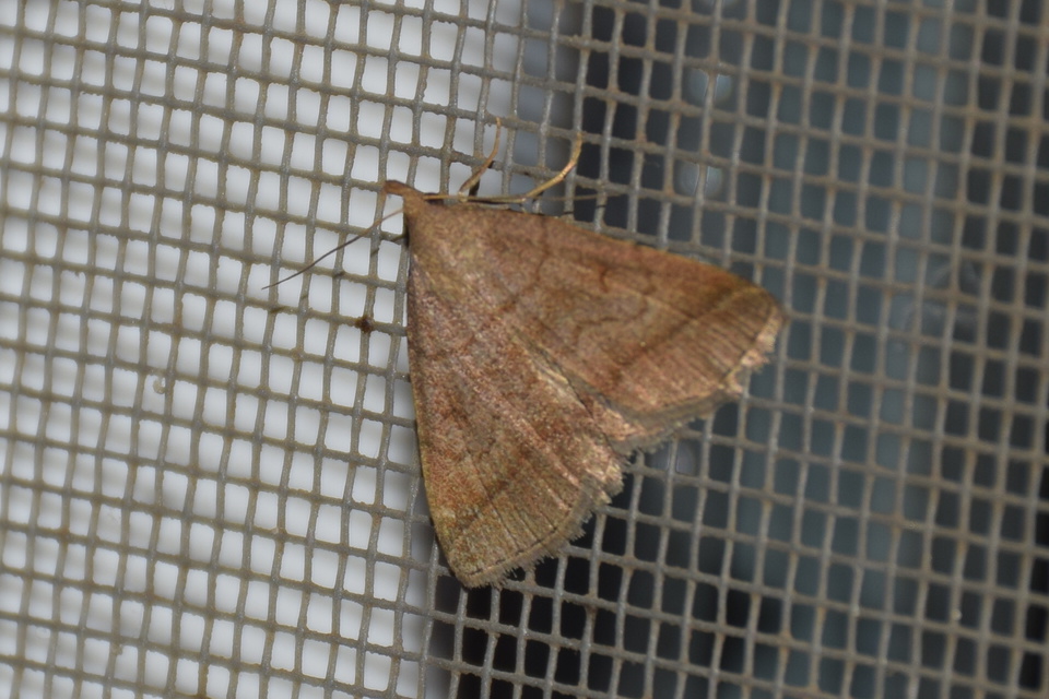 Zanclognatha lunalis - pelyheslábú karcsúbagoly