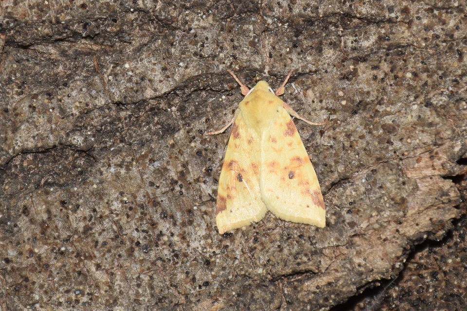Cirrhia icteritia - nyárfa-sárgabagoly