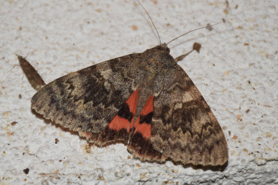 Catocala elocata - közönséges övesbagoly