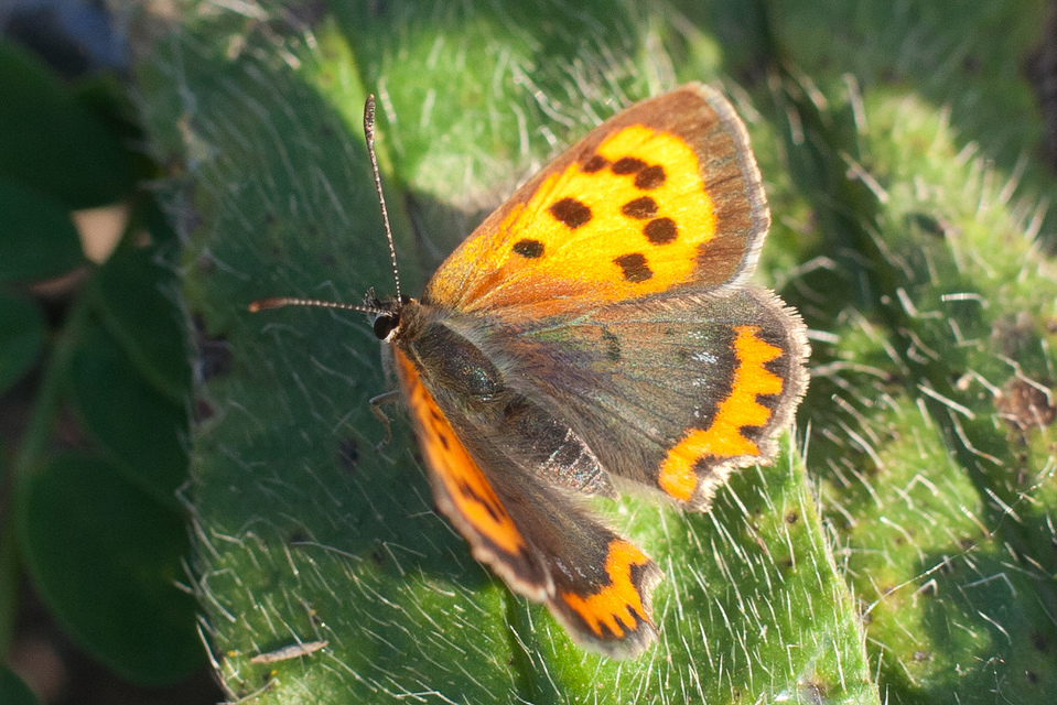 Lycaena phlaeas - közönséges tűzlepke