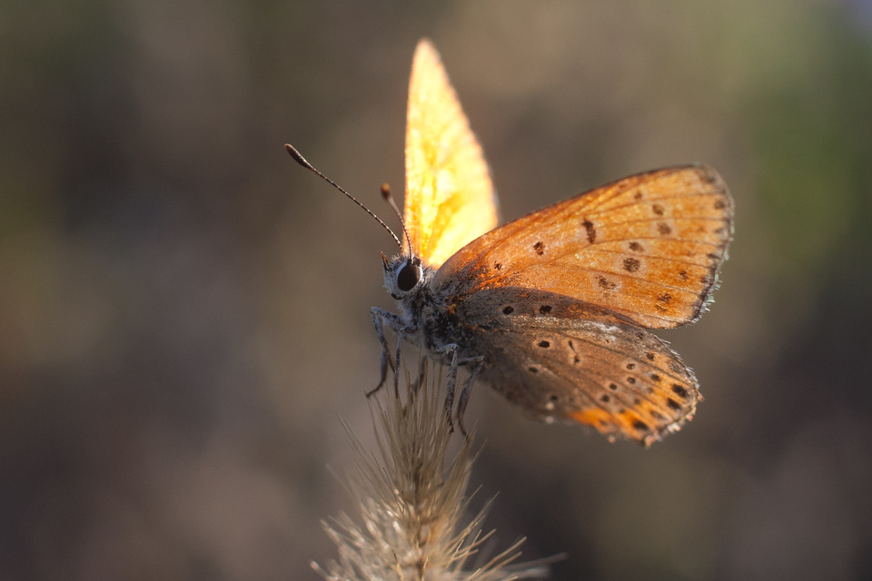Lycaena thersamon - kis tűzlepke