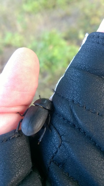 Dorcus parallelipipedus - kis szarvasbogár
