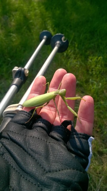 Mantis religiosa - imádkozósáska