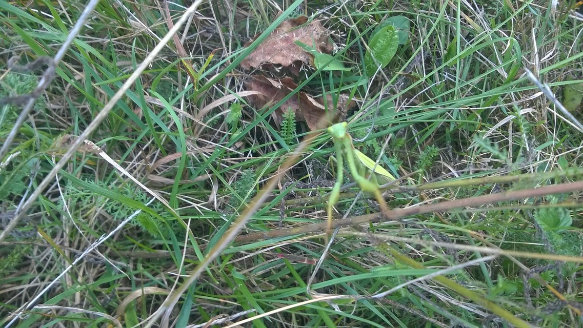 Mantis religiosa - imádkozósáska