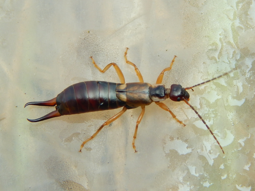Forficula auricularia - közönséges fülbemászó