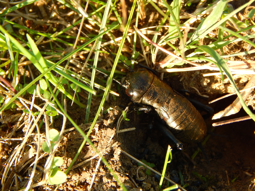 Gryllus campestris - mezei tücsök