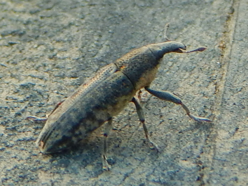 Lixus subtilis - disznóparéj-dudvabarkó