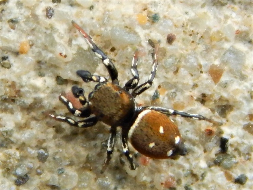 Heliophanus kochii - négypettyes ugrópók
