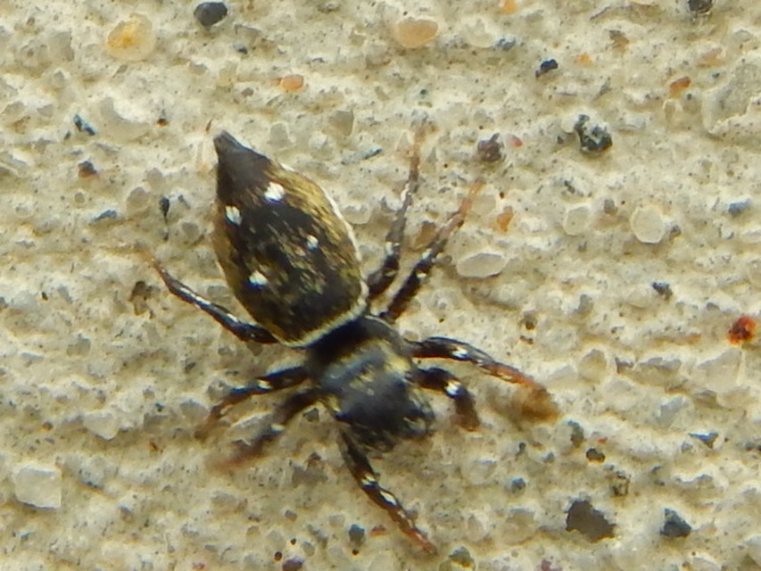 Heliophanus kochii - négypettyes ugrópók