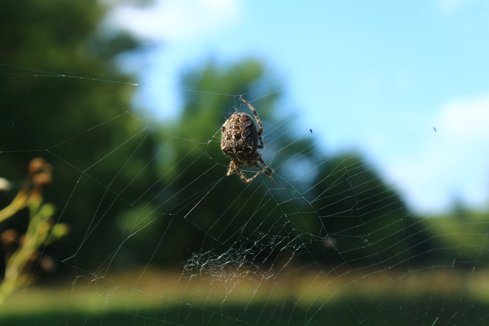 Araneus diadematus - koronás keresztespók