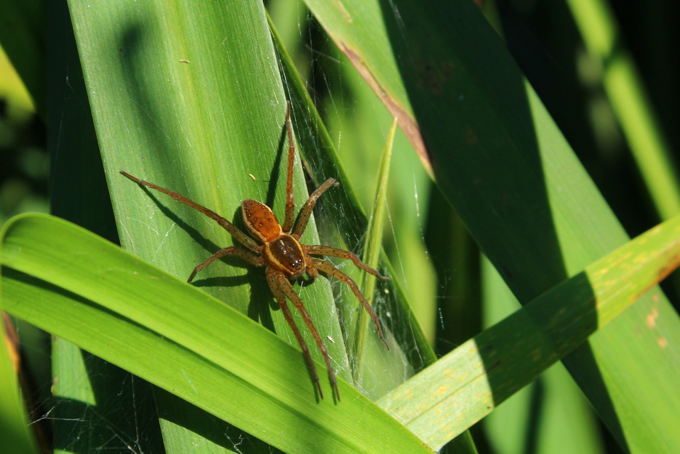 Dolomedes plantarius/fimbriatus