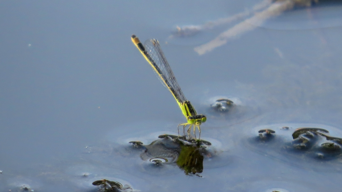 Ischnura elegans pontica - kéköves légivadász