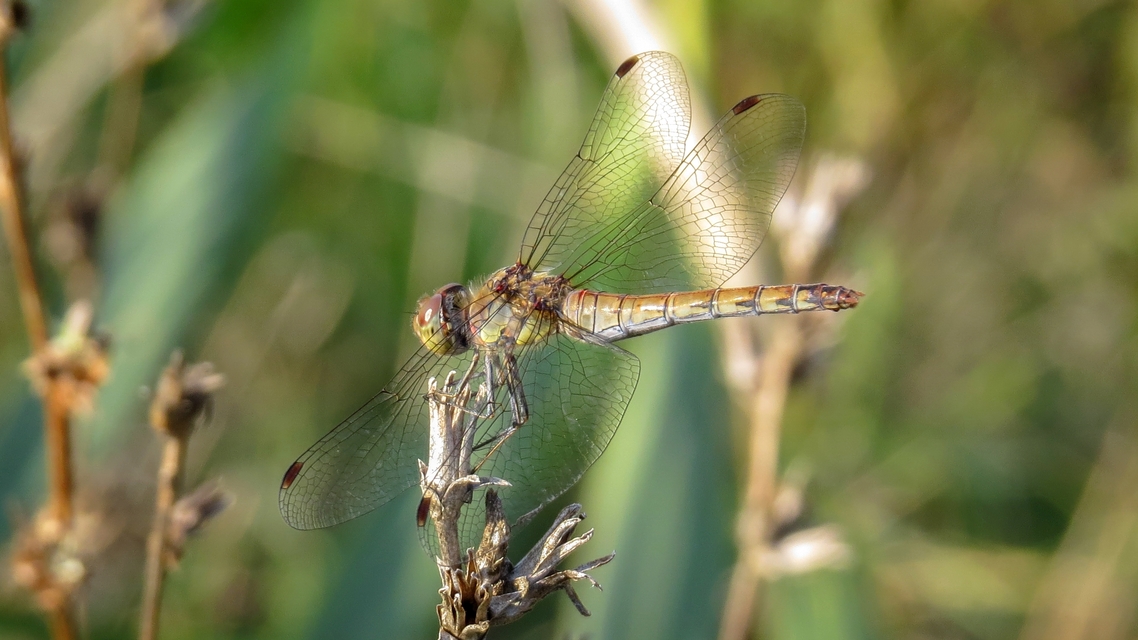 Sympetrum striolatum - harántsávos katona-szitakötő