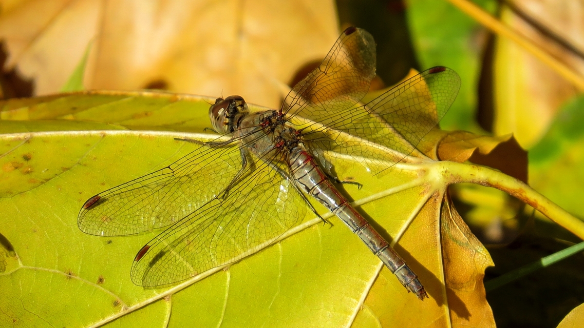 Sympetrum striolatum - harántsávos katona-szitakötő