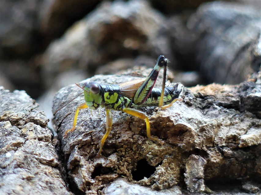 Miramella alpina - alpesi sáska
