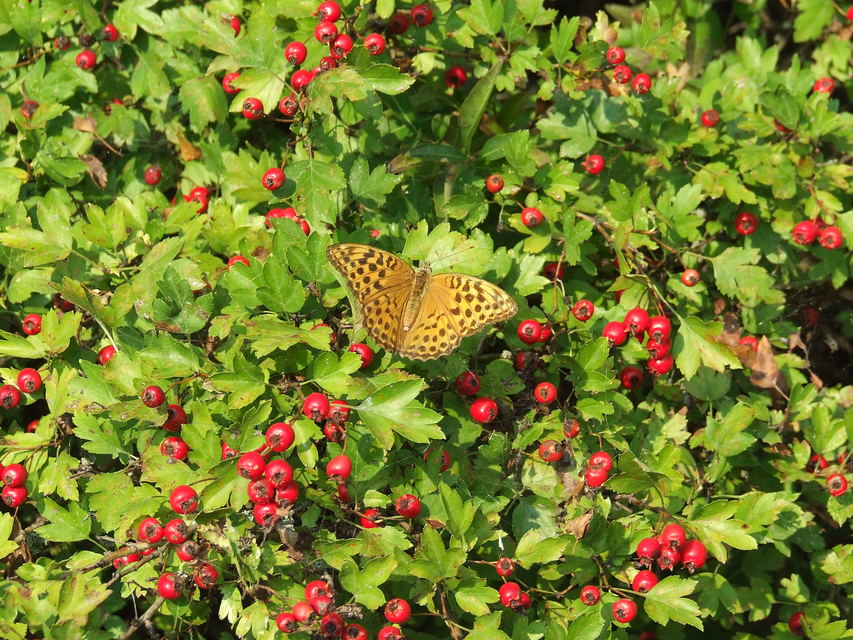 Argynnis paphia - nagy gyöngyházlepke