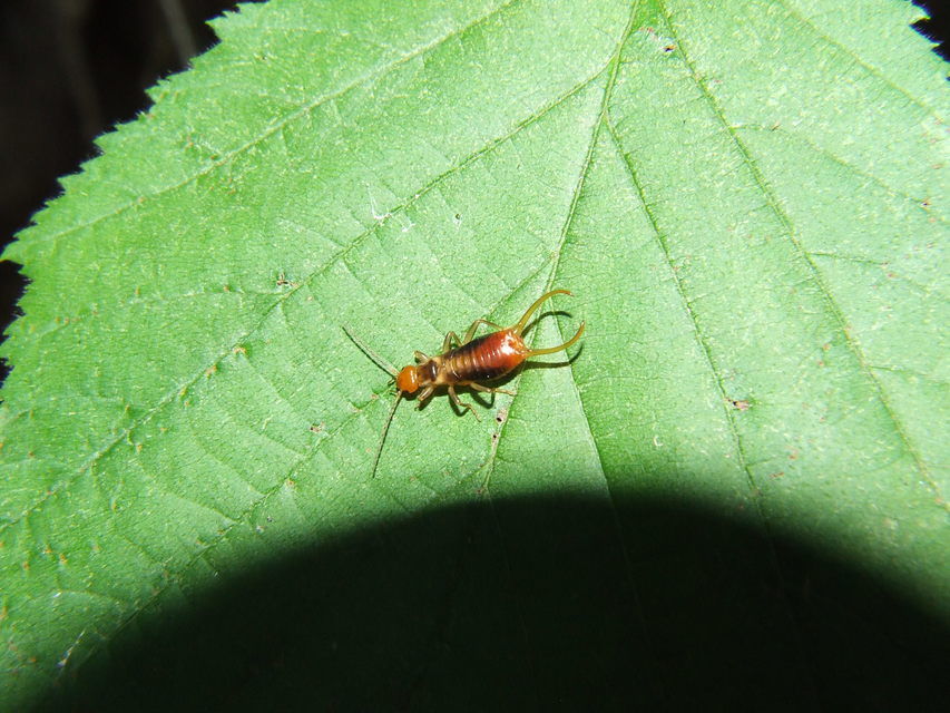 Chelidurella acanthopygia  - erdei fülbemászó