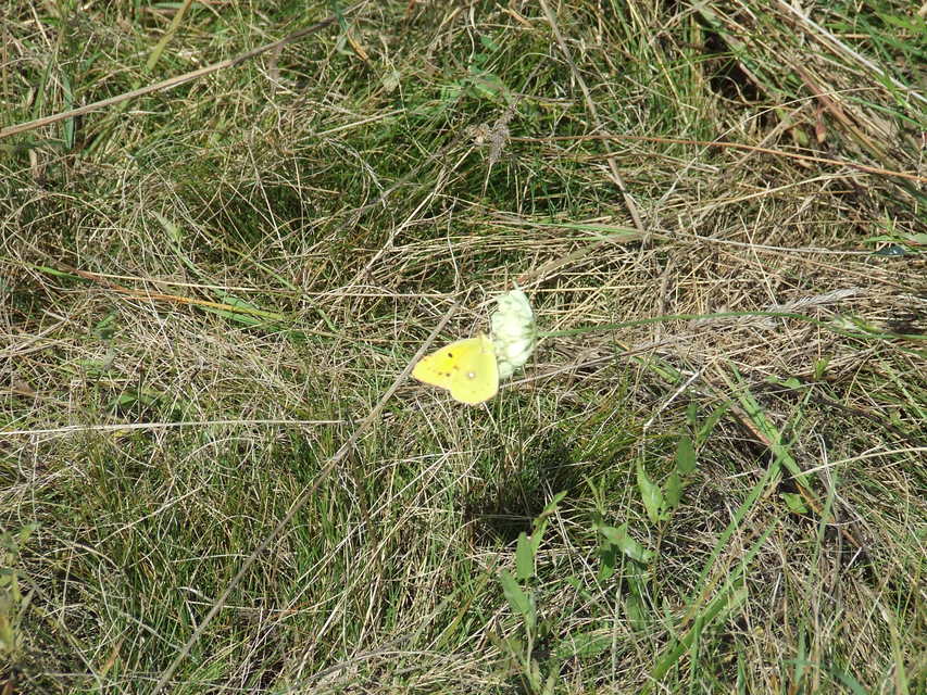 Colias croceus - sáfránylepke