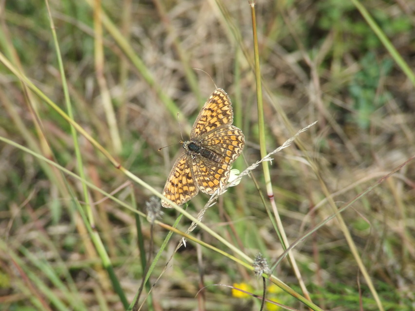Melitaea phoebe - nagy tarkalepke