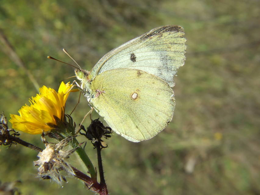 Colias hyale - kéneslepke