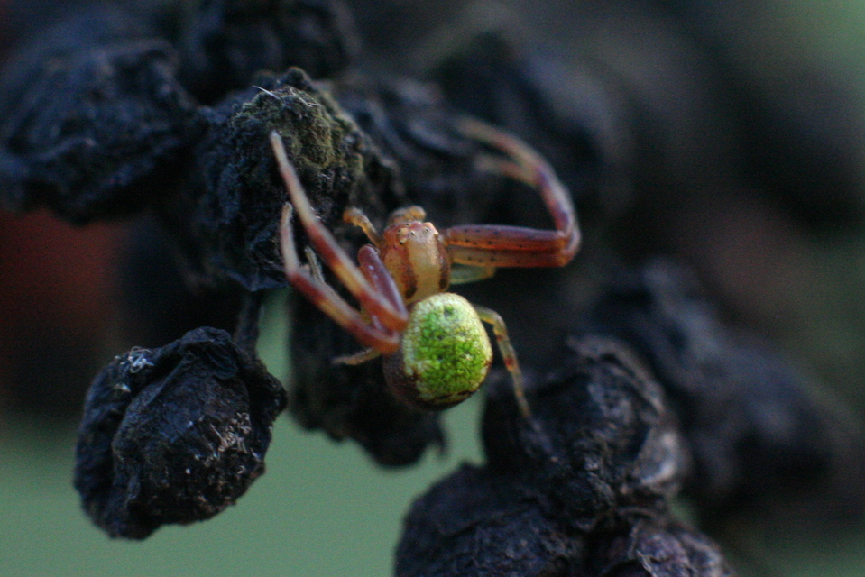 Ebrechtella tricuspidata - alakoskodó karolópók