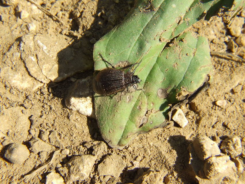 Galeruca