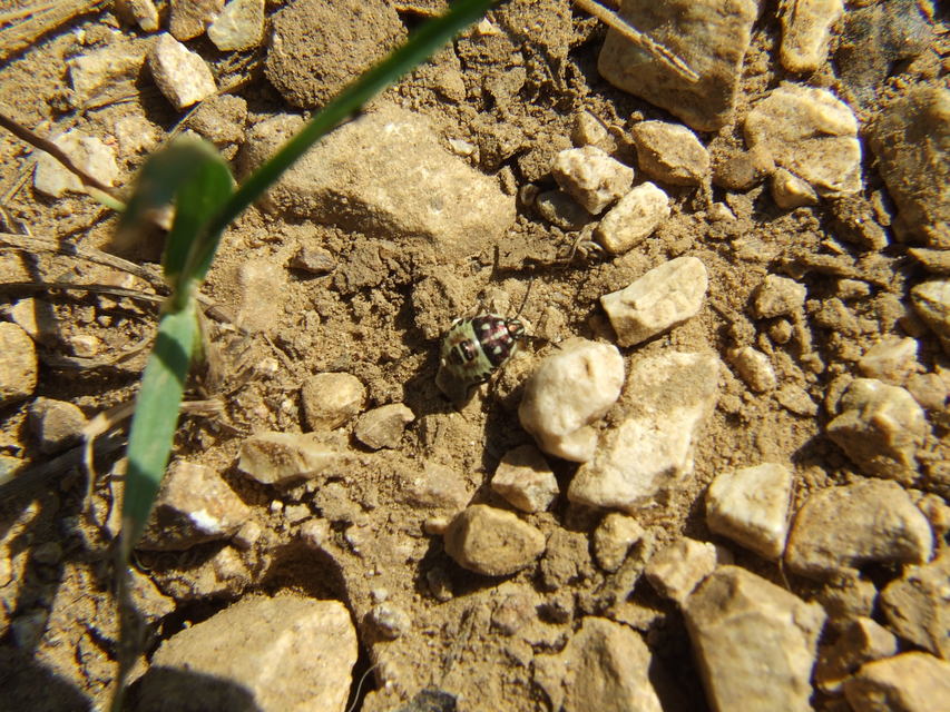 Carpocoris Carpocoris