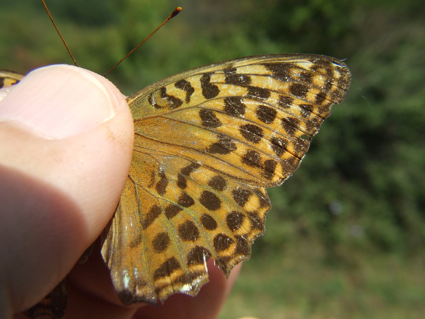 Argynnis paphia - nagy gyöngyházlepke