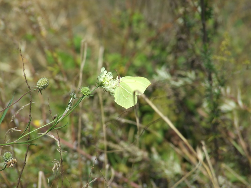 Gonepteryx rhamni - citromlepke
