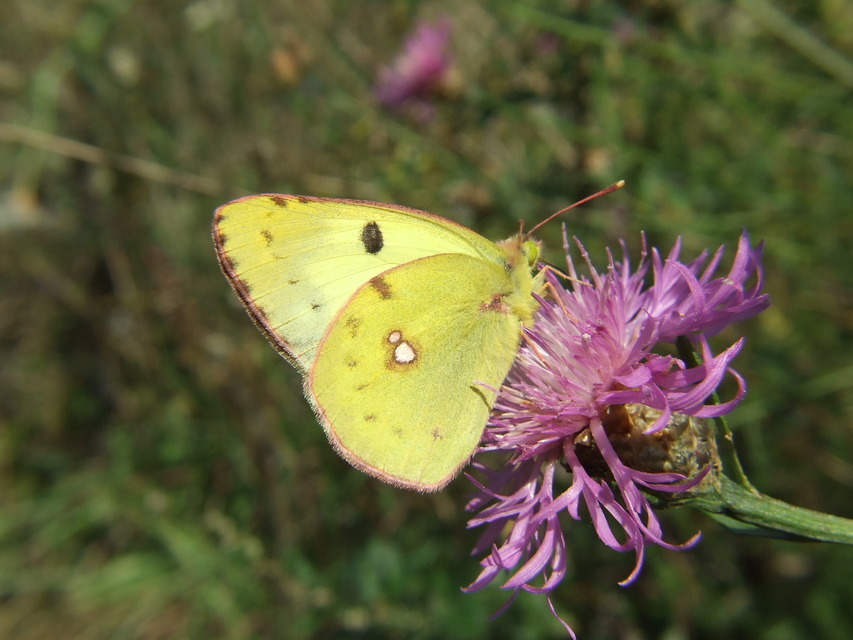 Colias hyale - kéneslepke