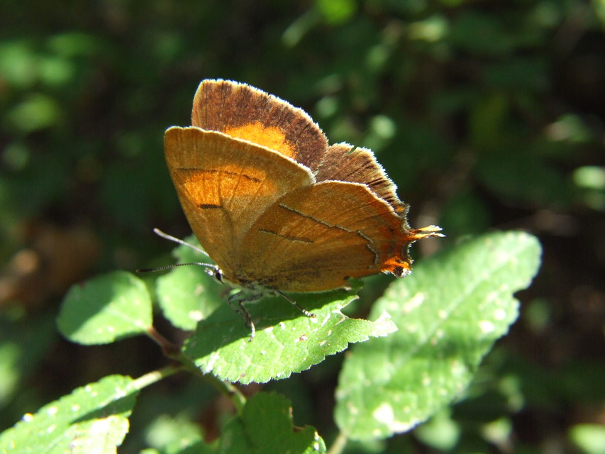 Thecla betulae - nyírfalepke