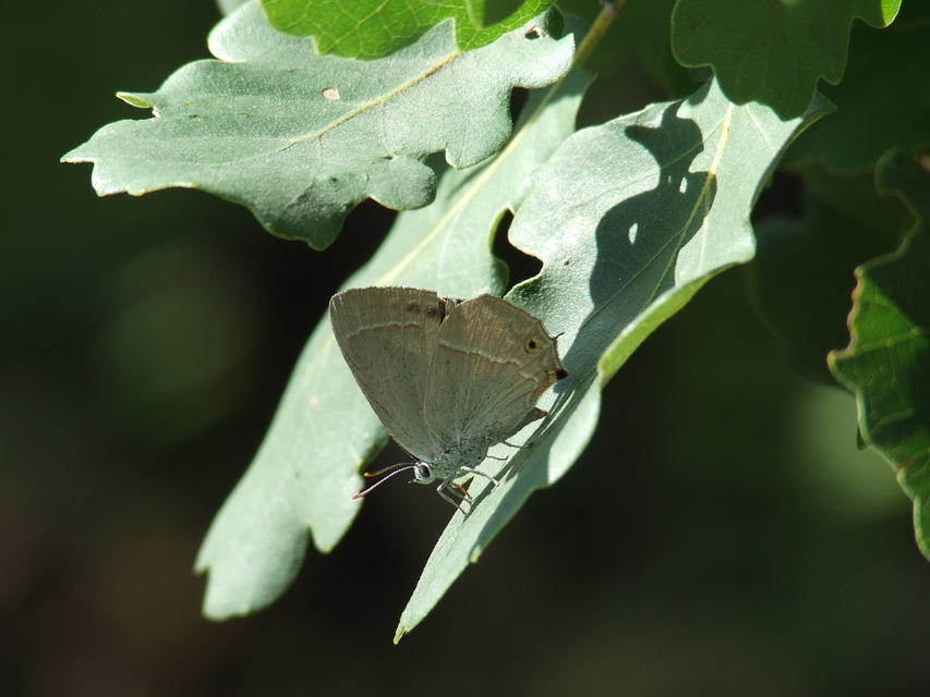 Neozephyrus quercus - tölgyfalepke