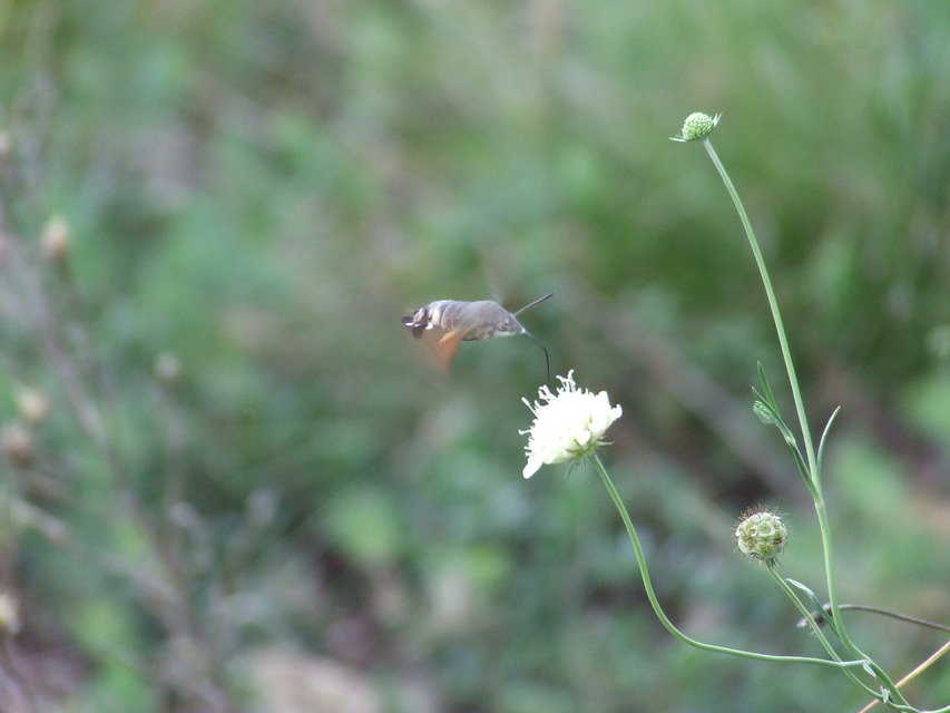Macroglossum stellatarum - kacsafarkú szender