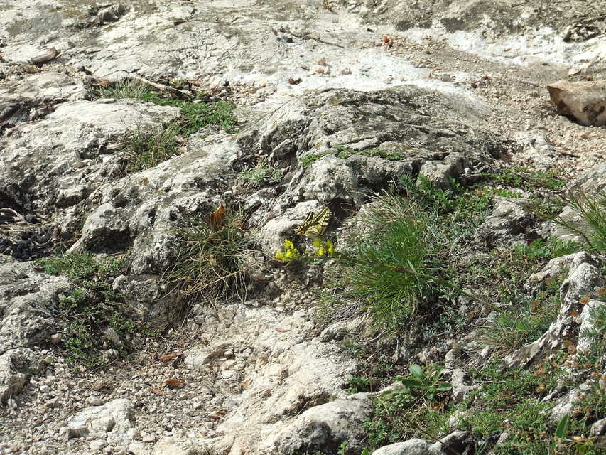 Papilio machaon - fecskefarkú lepke