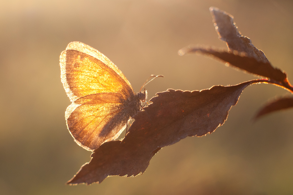 Coenonympha pamphilus - kis szénalepke