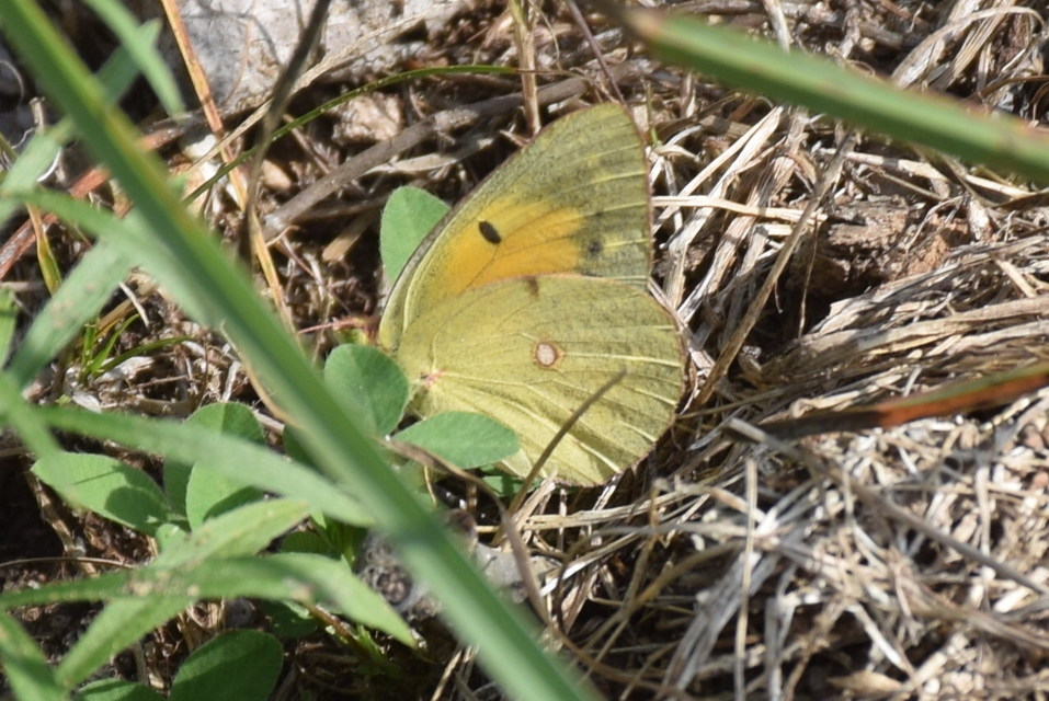 Colias croceus - sáfránylepke