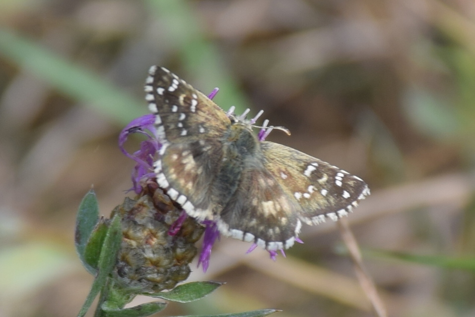 Pyrgus armoricanus - feles busalepke