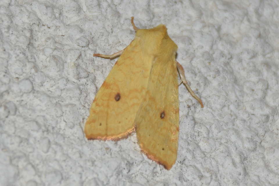 Cirrhia icteritia - nyárfa-sárgabagoly