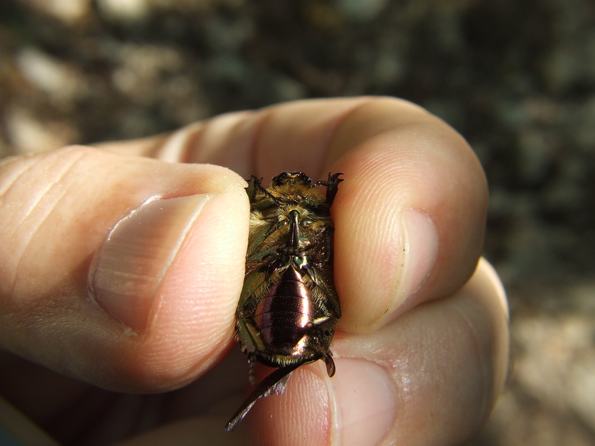 Cetonia aurata - aranyos virágbogár