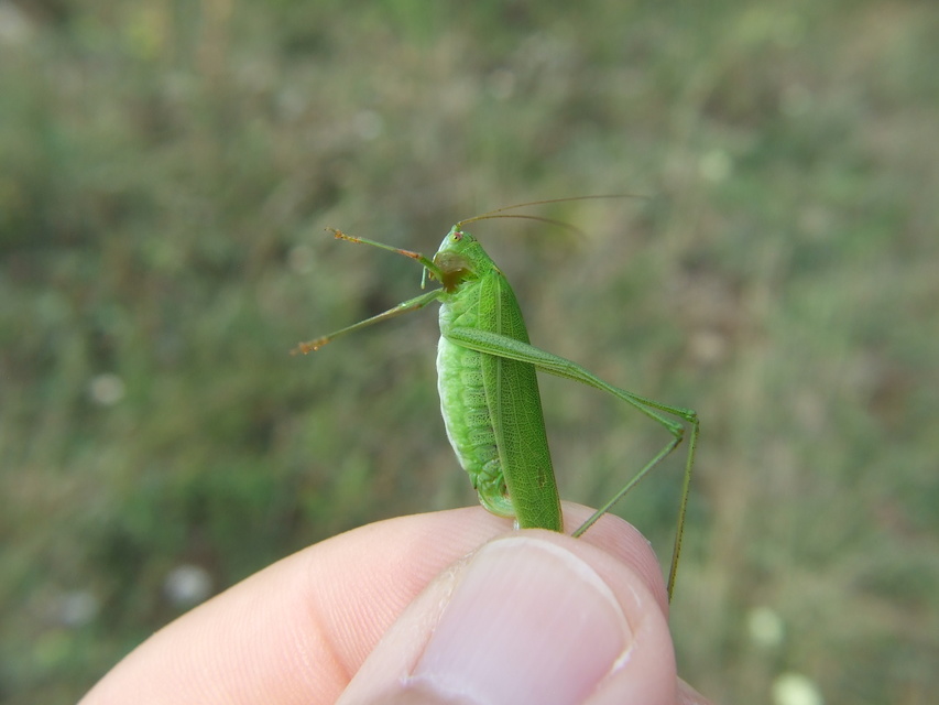 Phaneroptera falcata - zöld repülőszöcske