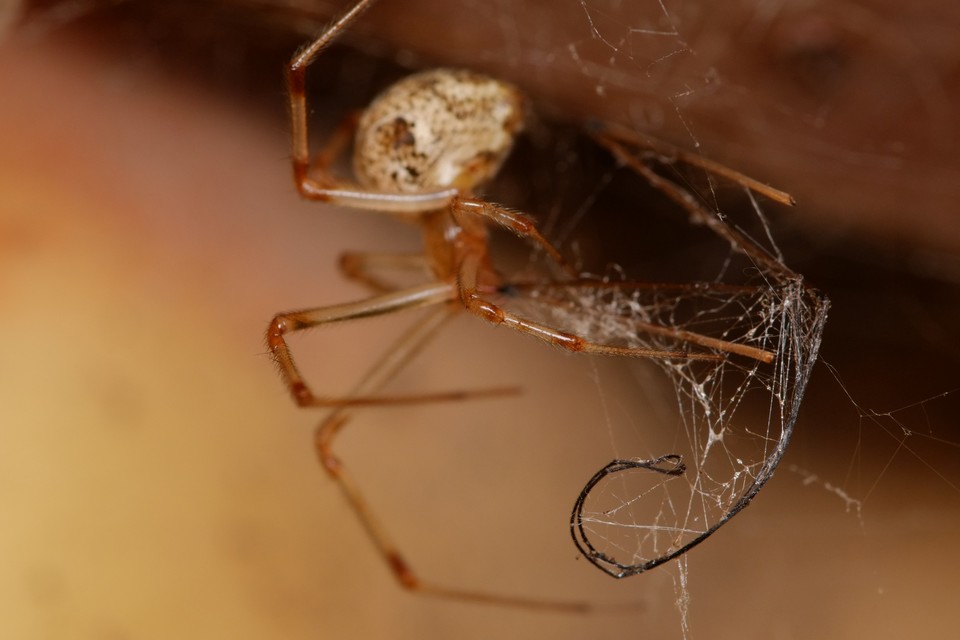 Parasteatoda tepidariorum - üvegházi törpepók