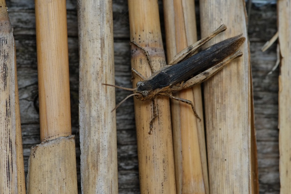 Chorthippus (Glyptobothrus) (subgenus)