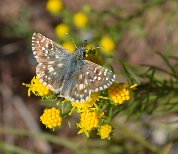 Pyrgus armoricanus - feles busalepke